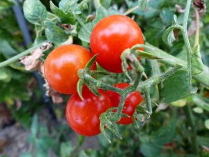 Jardin biologique : plan de tomate